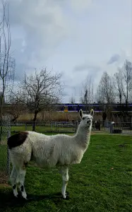 Chris 01 - Wachten op de NS